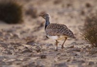 Drop hrivnaty - Chlamydotis undulata - Houbara Bustard o1838